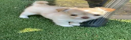 Chihuahua dogs for sale: 5* LICENSED. Gorgeous KC Chihuahua GIRLS - Advert 14