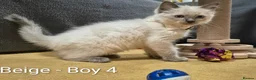 Ragdoll cats for sale: 😻 Ragdoll Kitten 😻 - Advert 7