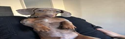Dachshund dogs for stud: Stud  - Advert 3