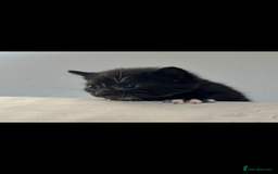 British Shorthair cats for sale: Kittens for their forever homes  - Image 2