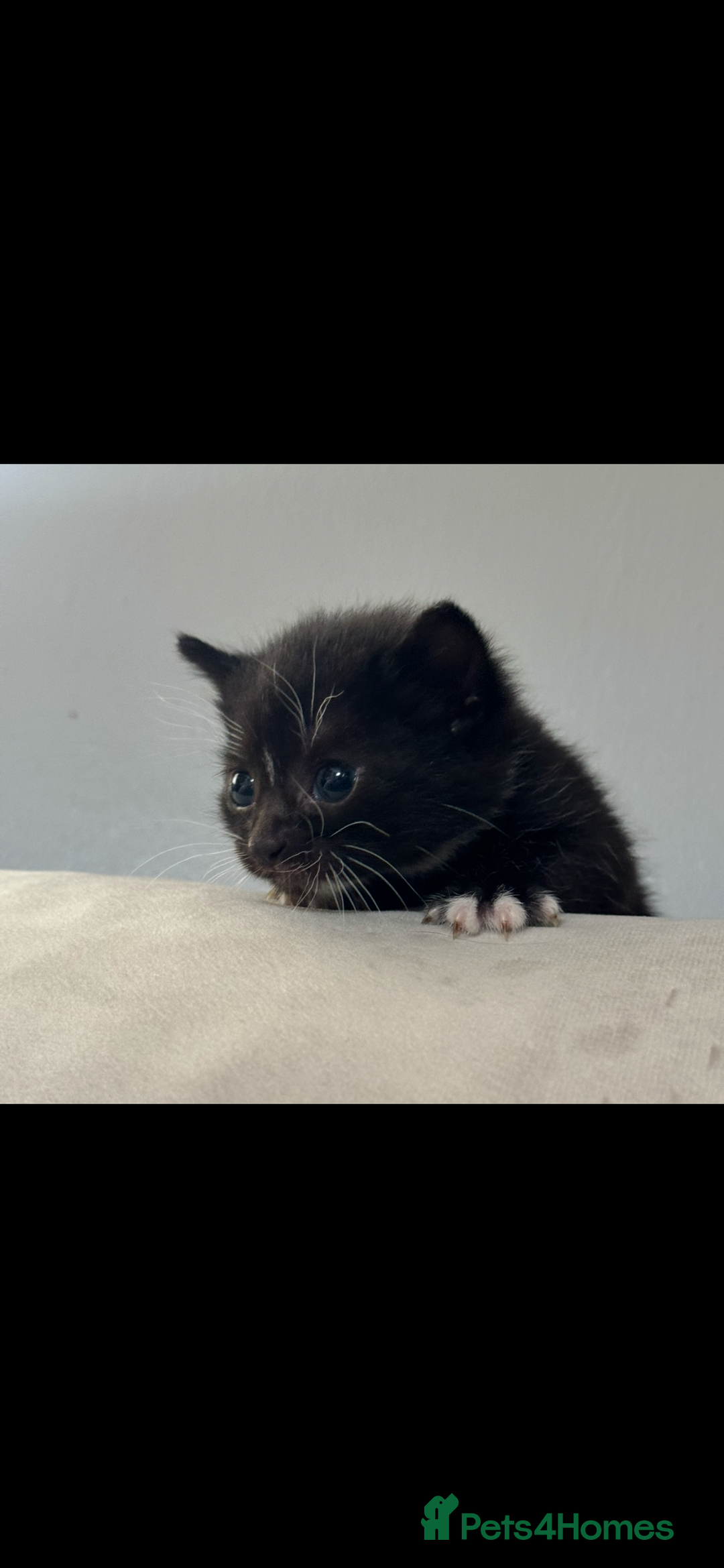 British Shorthair cats for sale: Kittens for their forever homes  - Image 2