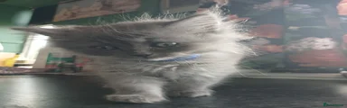 Ragdoll 1