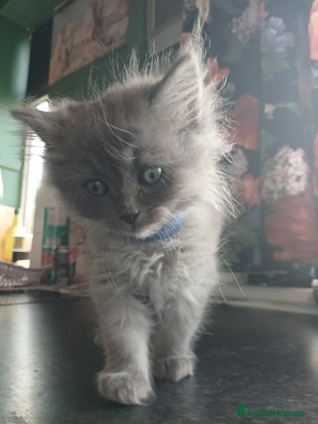 Ragdoll cats for sale: Rare Pattern Ragdoll-Super cudly teddybear kittens - Advert 40