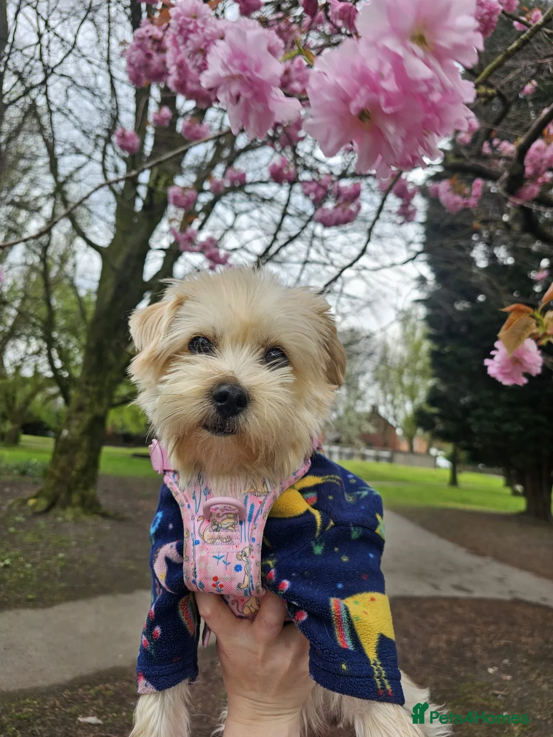 Maltese dogs for sale: Maltese puppies  - Advert 8