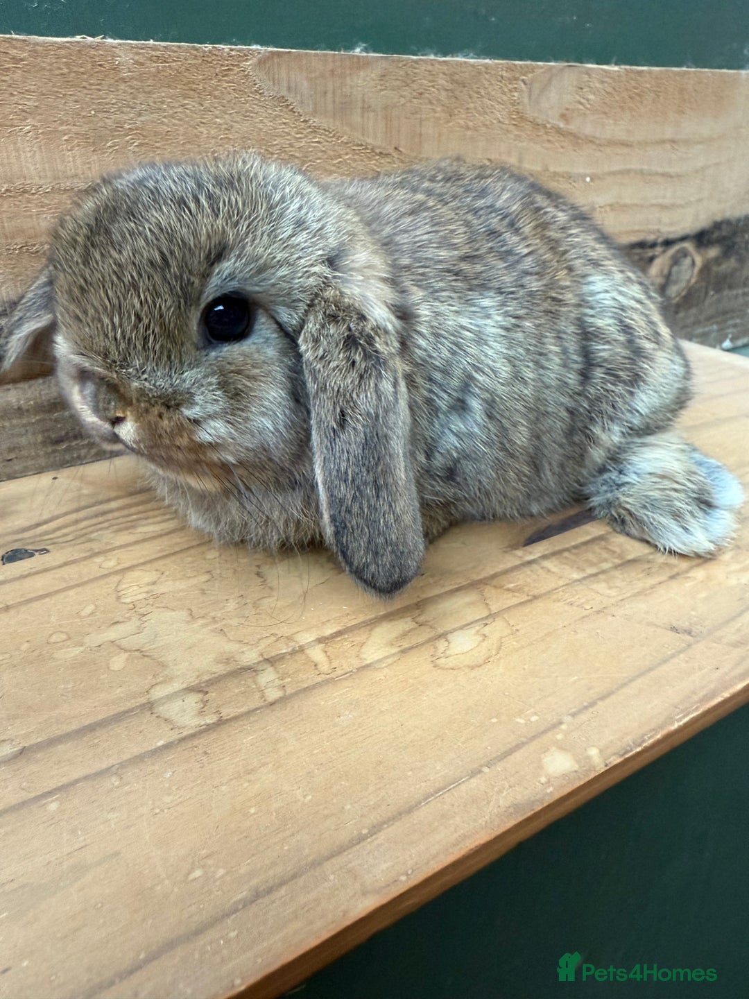 Mini Lop rabbits for sale: MINI LOP BUNNIES / PEDIGREE  - Image 13