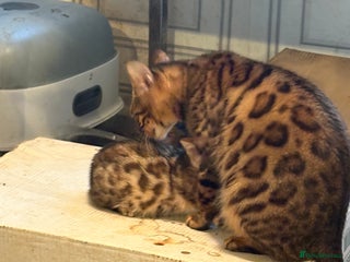 Bengal cats Pedigreed/registered Bengal kittens - Advert 10