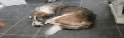 Mixed Breed dogs for adoption: Meet Fred, currently residing in Bristol  in Bristol - Advert 7