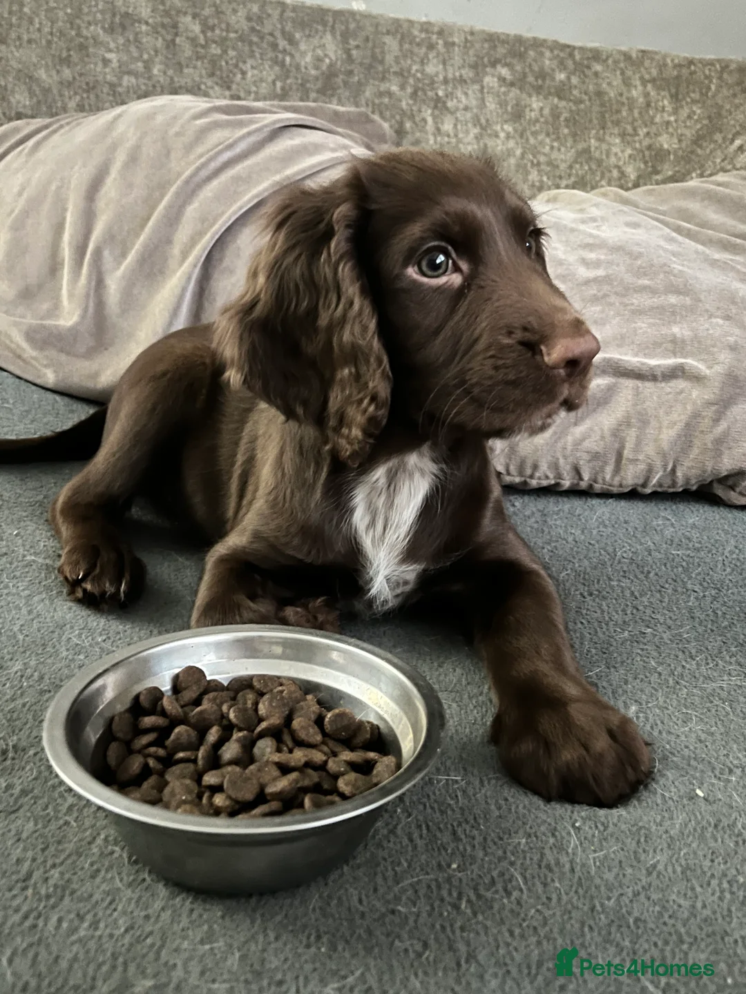 Sprocker dogs for sale: Beautiful Sprocker Puppies Ready 30th December - Advert 33
