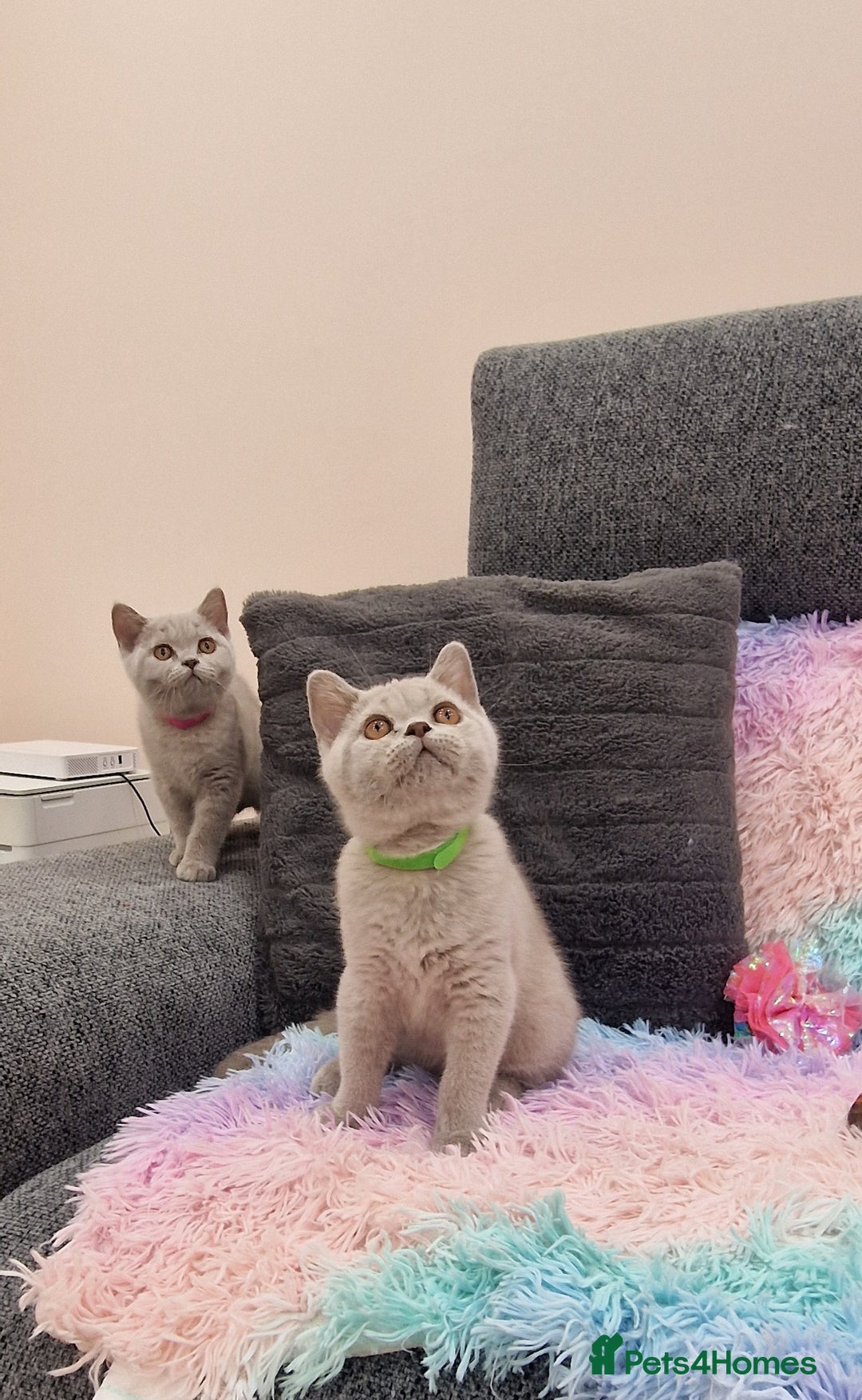 British Shorthair cats for sale: British Shorthair Lilac kittens  - Image 3