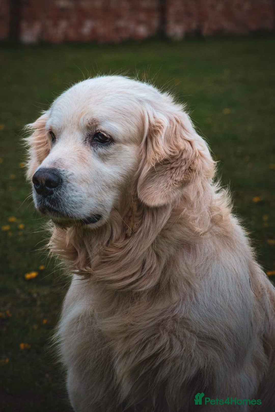 Golden Retriever dogs for sale: Old English cream golden retrievers  - Image 15