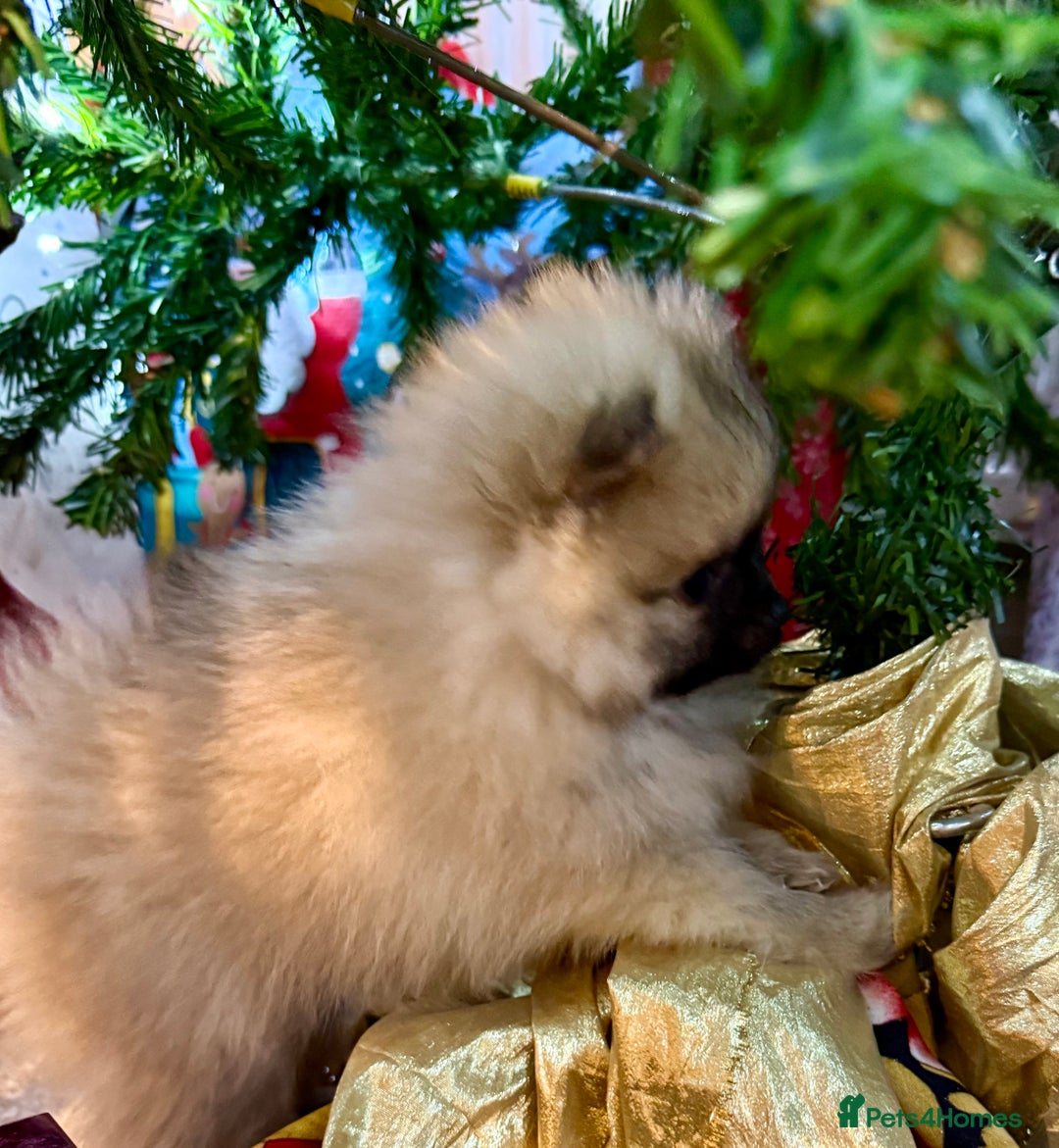 Pomeranian dogs for sale: Pomeranian puppies for sale - Advert 4