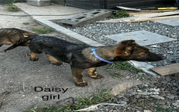 German Shepherd dogs for sale: German shepherd puppies looking for a new home  in Cambridge - Image 25