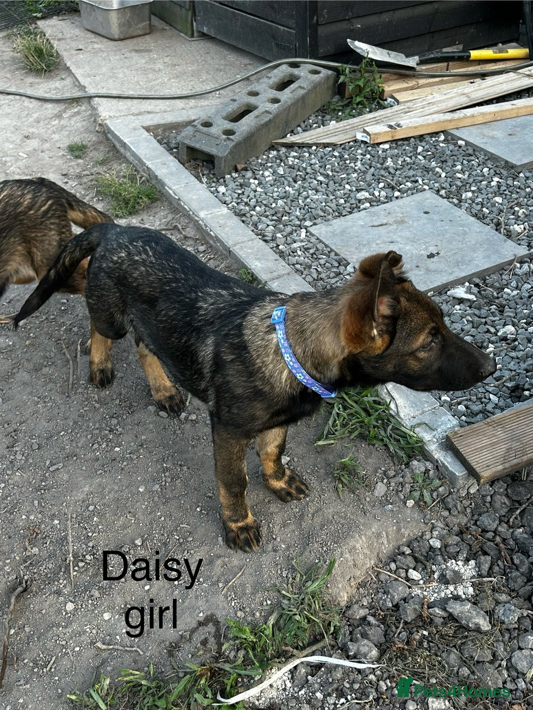 German Shepherd dogs for sale: German shepherd puppies looking for a new home  in Cambridge - Image 25