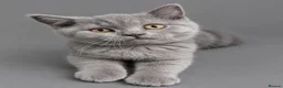British Shorthair cats for sale: GCCF ACTIVE MALE LILAC BRITISH SHORTHAIR  - Advert 3