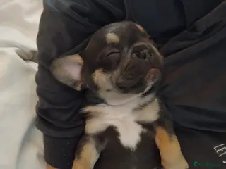 French Bulldog dogs 4 beautiful french bulldog pups - Advert 16