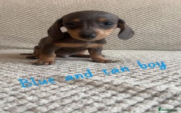 Miniature Dachshund dogs for sale: 1 boy 1 girl long haired ** - Image 20