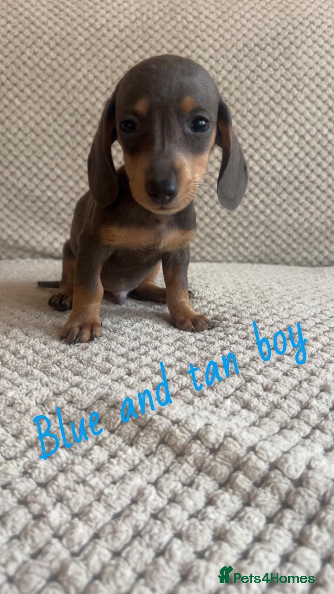 Miniature Dachshund dogs for sale: 1 boy 1 girl long haired ** - Image 20