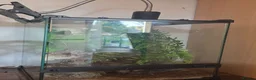 Gecko reptiles for sale: Fan footed female  - Advert 2