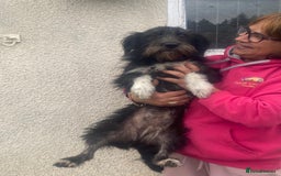 Mixed Breed dogs for adoption: Meet MARIA (!) - a Beautiful and Affectionate Girl - Image 11