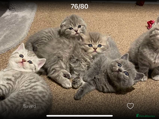 Scottish Fold cats Scottish fold and Scottish straight kittens - Advert 10