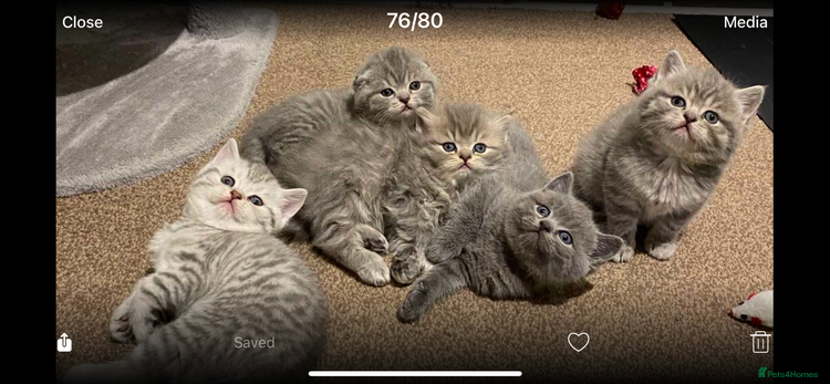 Scottish Fold cats Scottish fold and Scottish straight kittens - Advert 7