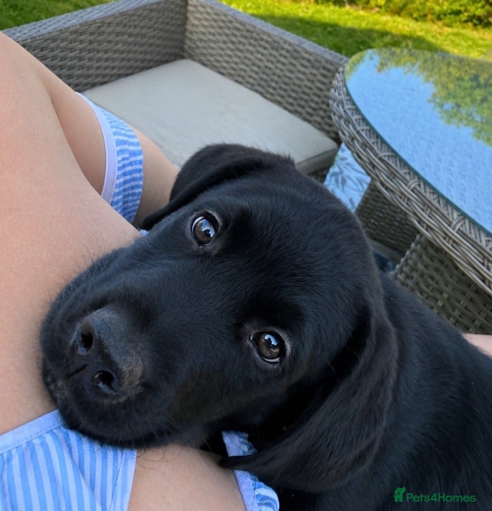 Labrador Retriever dogs Beautiful KC Black Labrador Puppies  - Advert 2