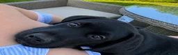Labrador Retriever dogs for sale: Beautiful KC Black Labrador Puppies  - Advert 4