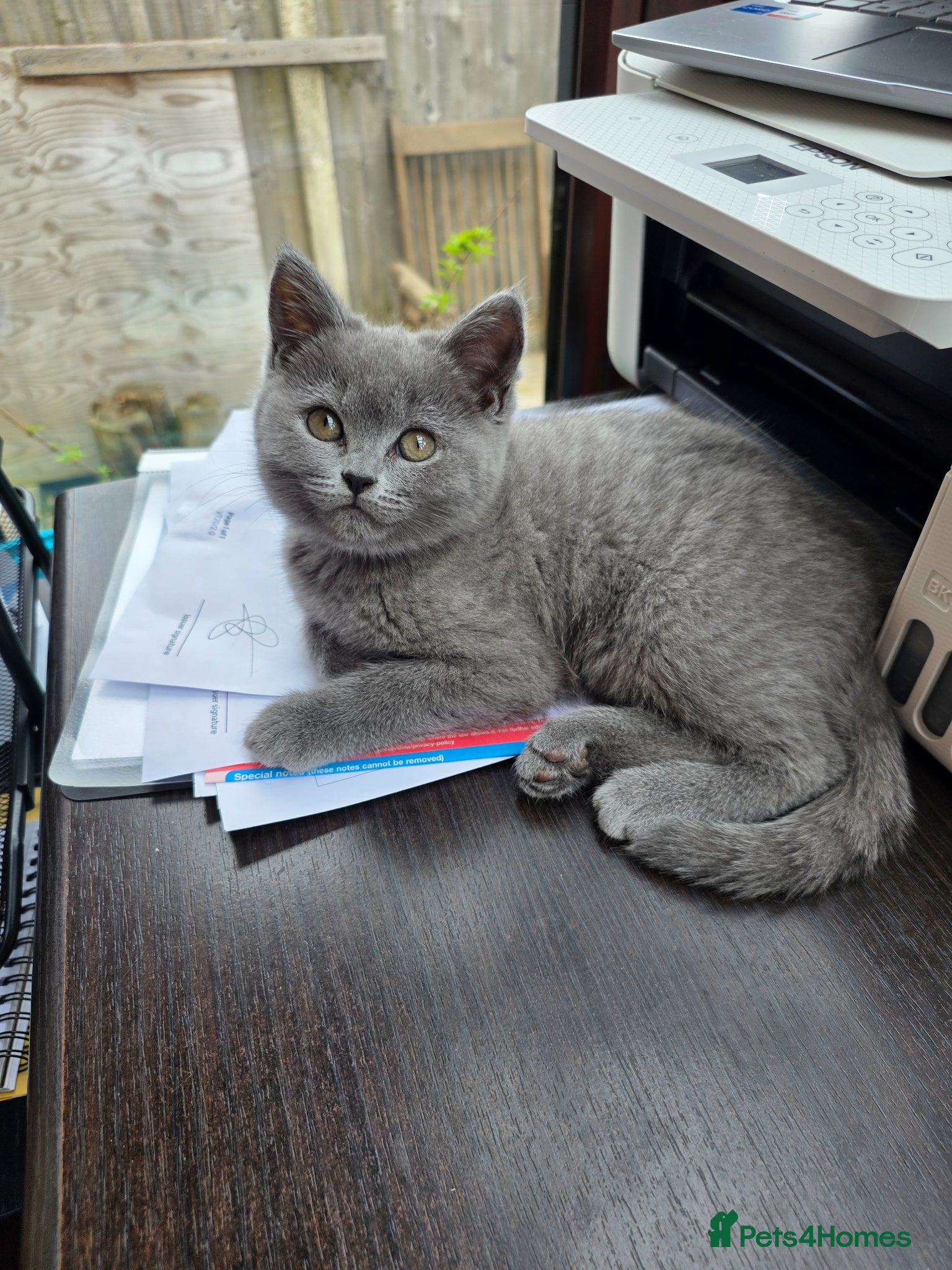 British Shorthair cats British Shorthair-1 kitten Ready Now💖 Pink Collar - Advert 16