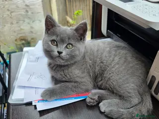 British Shorthair cats British Shorthair-1 kitten Ready Now💖 Pink Collar - Advert 1