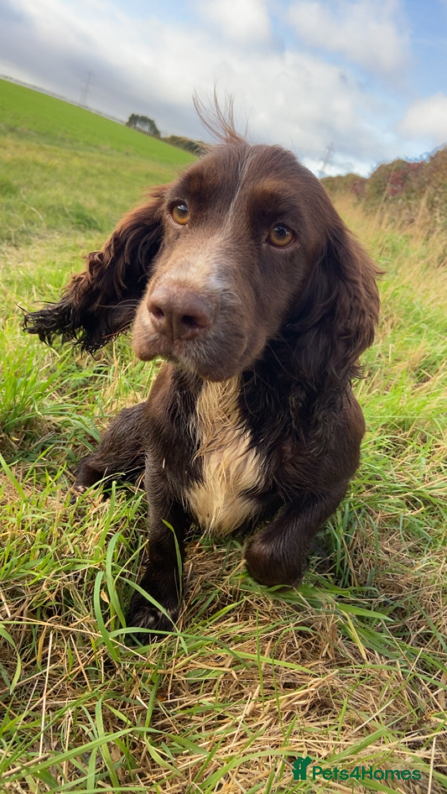 Sprocker dogs Sprocker spaniel puppies  - Advert 4