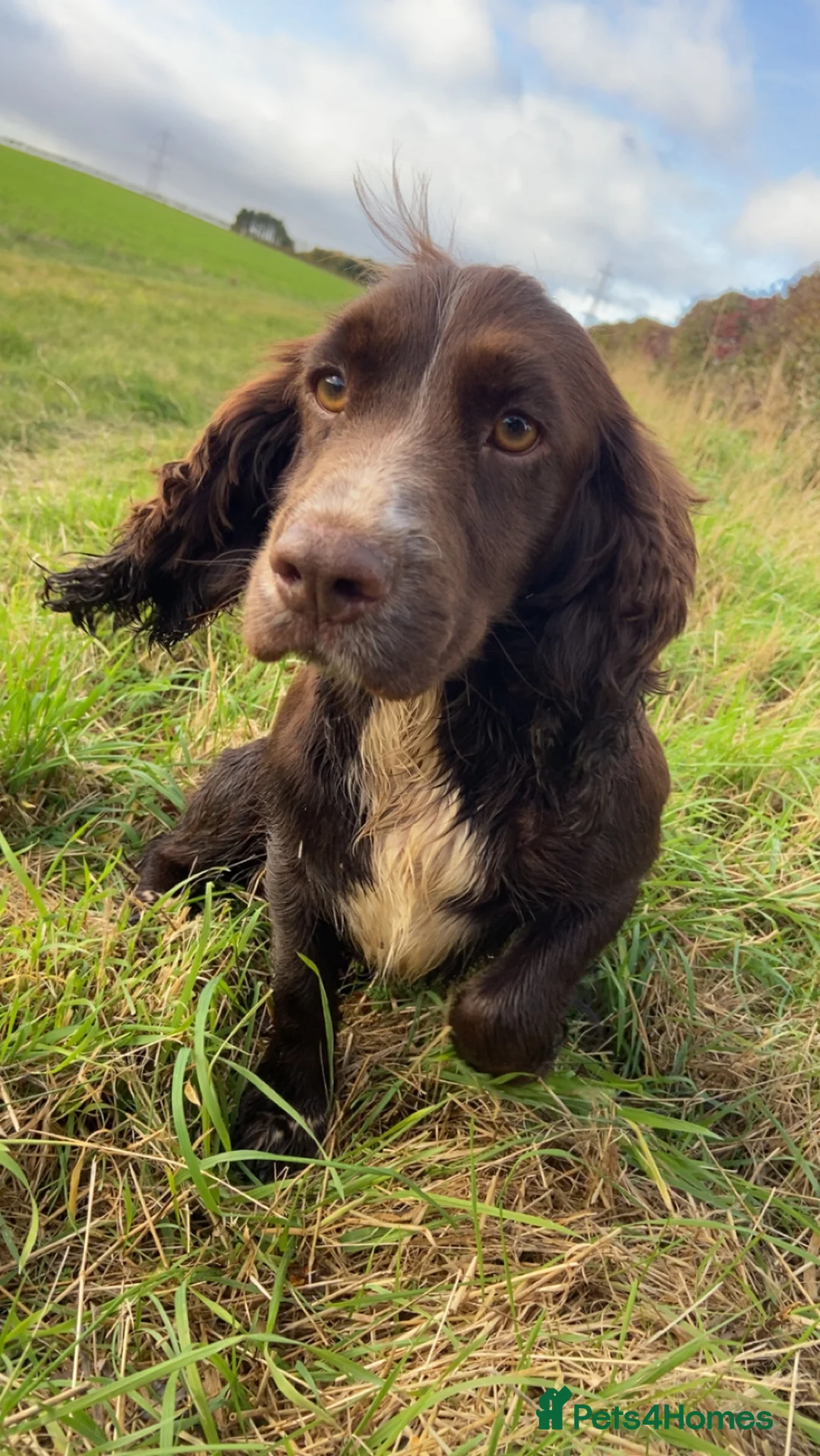 Sprocker dogs for sale: Sprocker spaniel puppies  - Advert 1