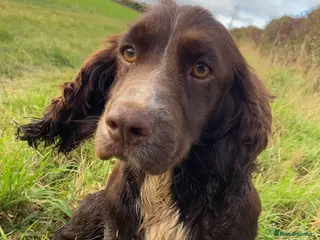 Sprocker dogs Sprocker spaniel puppies - Advert 2