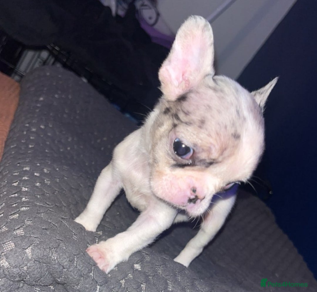 French Bulldog dogs for sale: Beautiful French bulldog puppies  - Advert 3