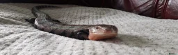 Skink reptiles for sale: Captive Bred Blue Tongue Skink + Setup - Advert 3