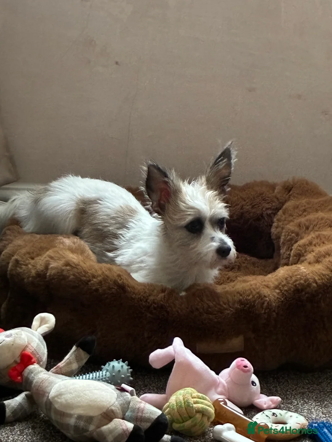 Mixed Breed dogs for sale: Lovely puppy  - Advert 4