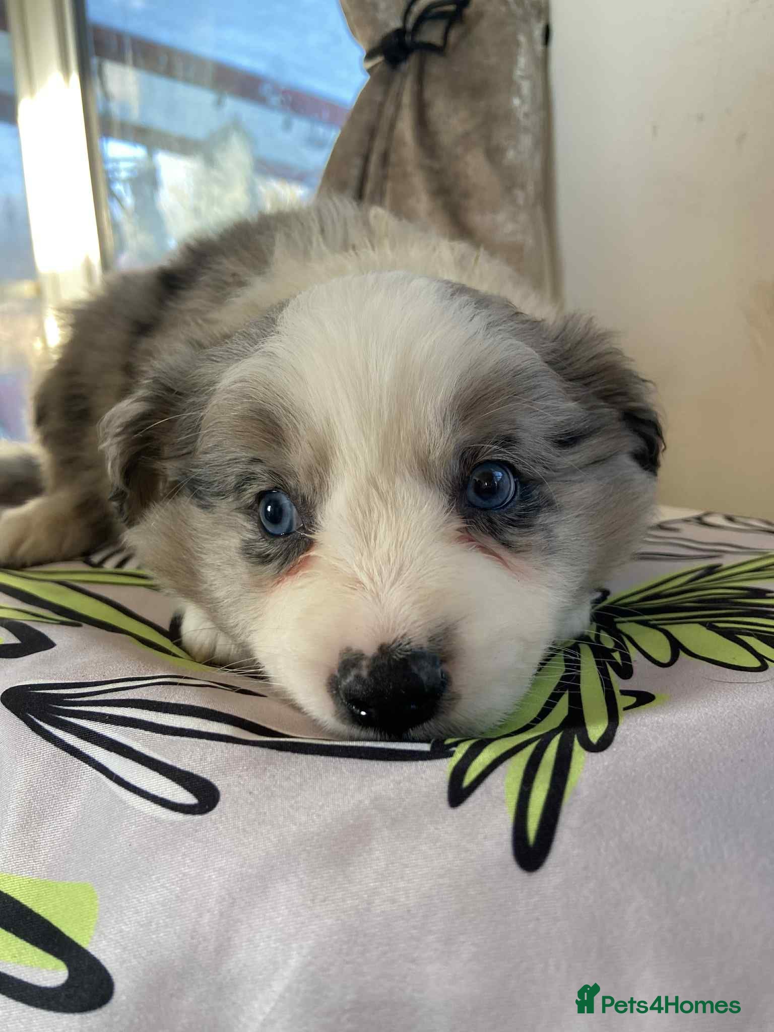 Border Collie dogs Border collie Traditional  long haired - Advert 13