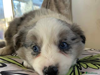 Border Collie dogs Border collie Traditional long haired - Advert 13