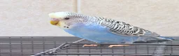 Budgerigars birds for sale: Beautiful young budgies available  - Advert 16