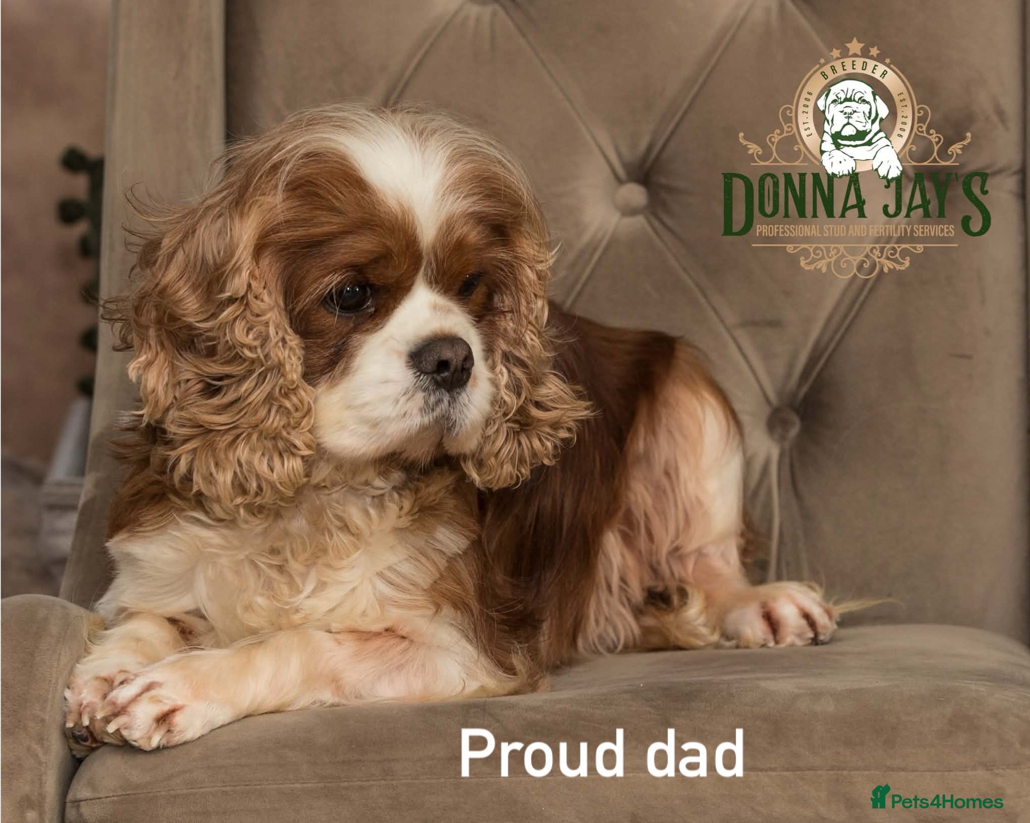 Cavalier King Charles Spaniel dogs ✨ DONNAJAYS CAVALIER KING CHARLES SPANIEL ✨ - Advert 2