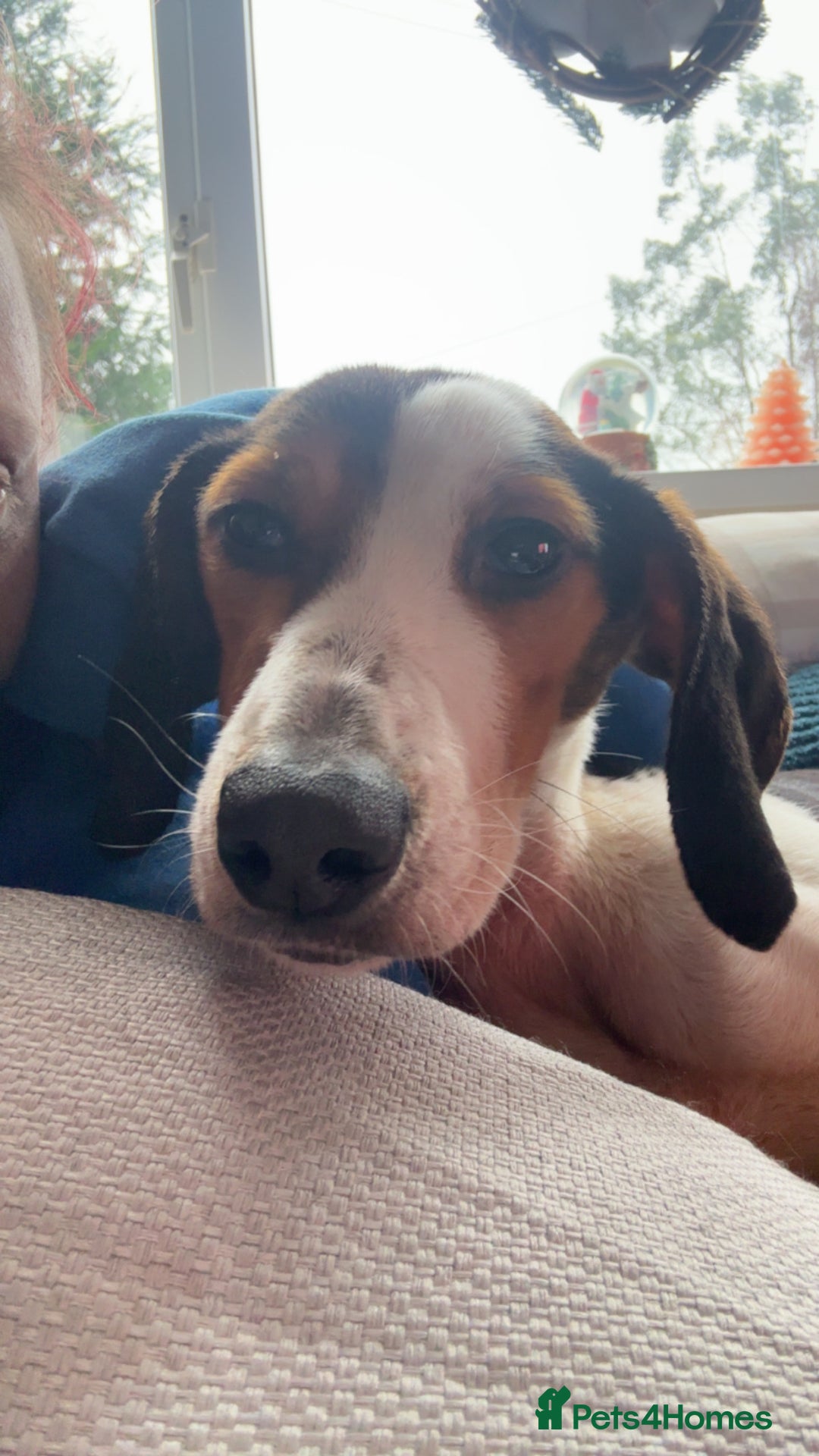 Foxhound dogs for sale: 2 year old foxhound male to a forever home - Advert 2