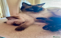 Ragdoll cats for sale: Gorgeous Ragdoll boy - Image 5