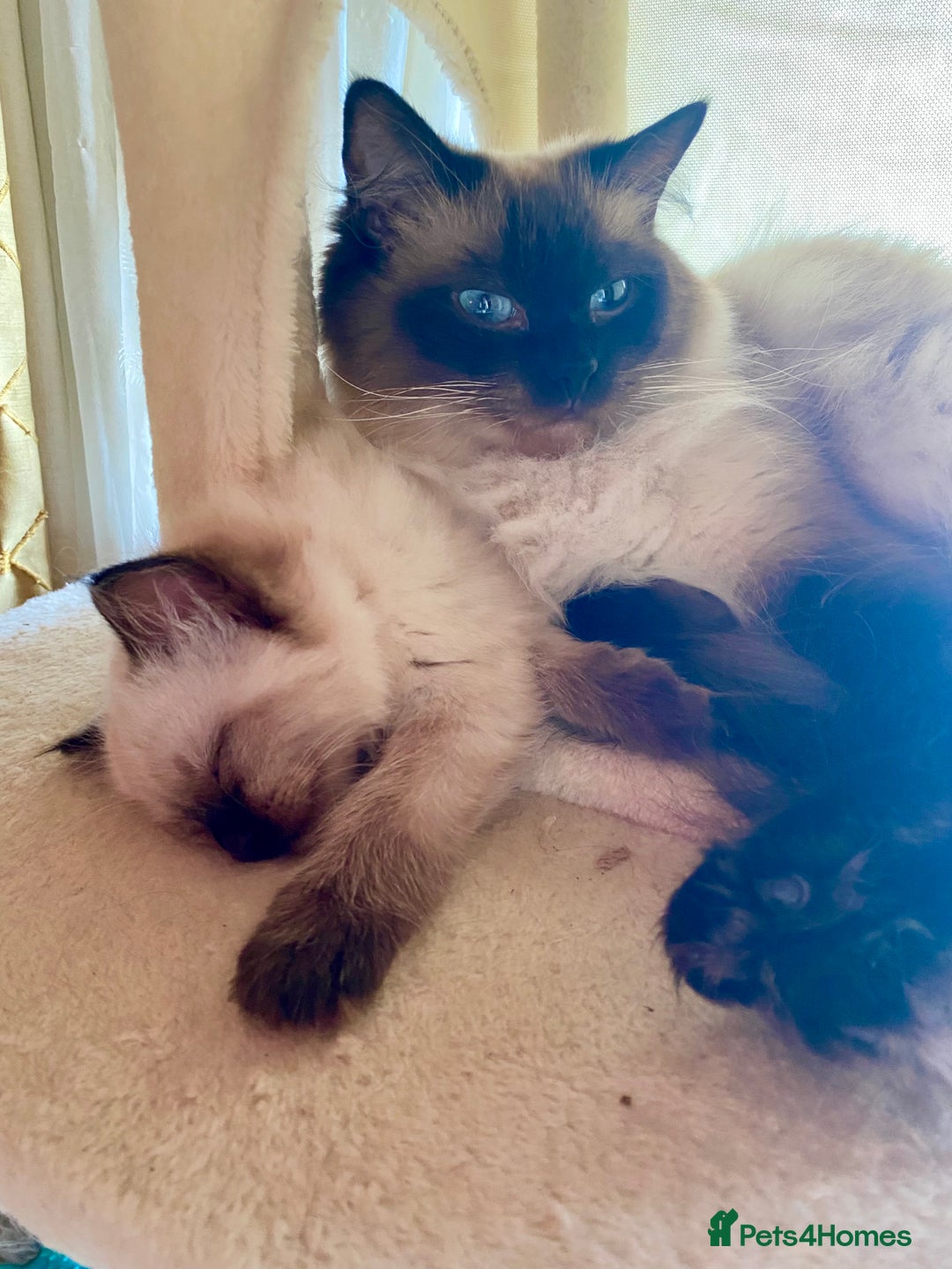 Ragdoll cats for sale: Gorgeous Ragdoll boy - Image 5