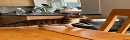 Mixed Breed cats for sale: READY FOR LOVING HOME - Advert 17