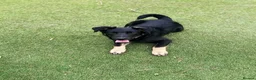 Mixed Breed dogs for adoption: Barker in Ormskirk - Advert 4
