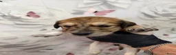 Saluki dogs for sale: DWKC registered Saluki puppies. - Advert 9