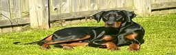Dobermann dogs for sale: 1 year old Purebred Doberman - Male - Advert 4