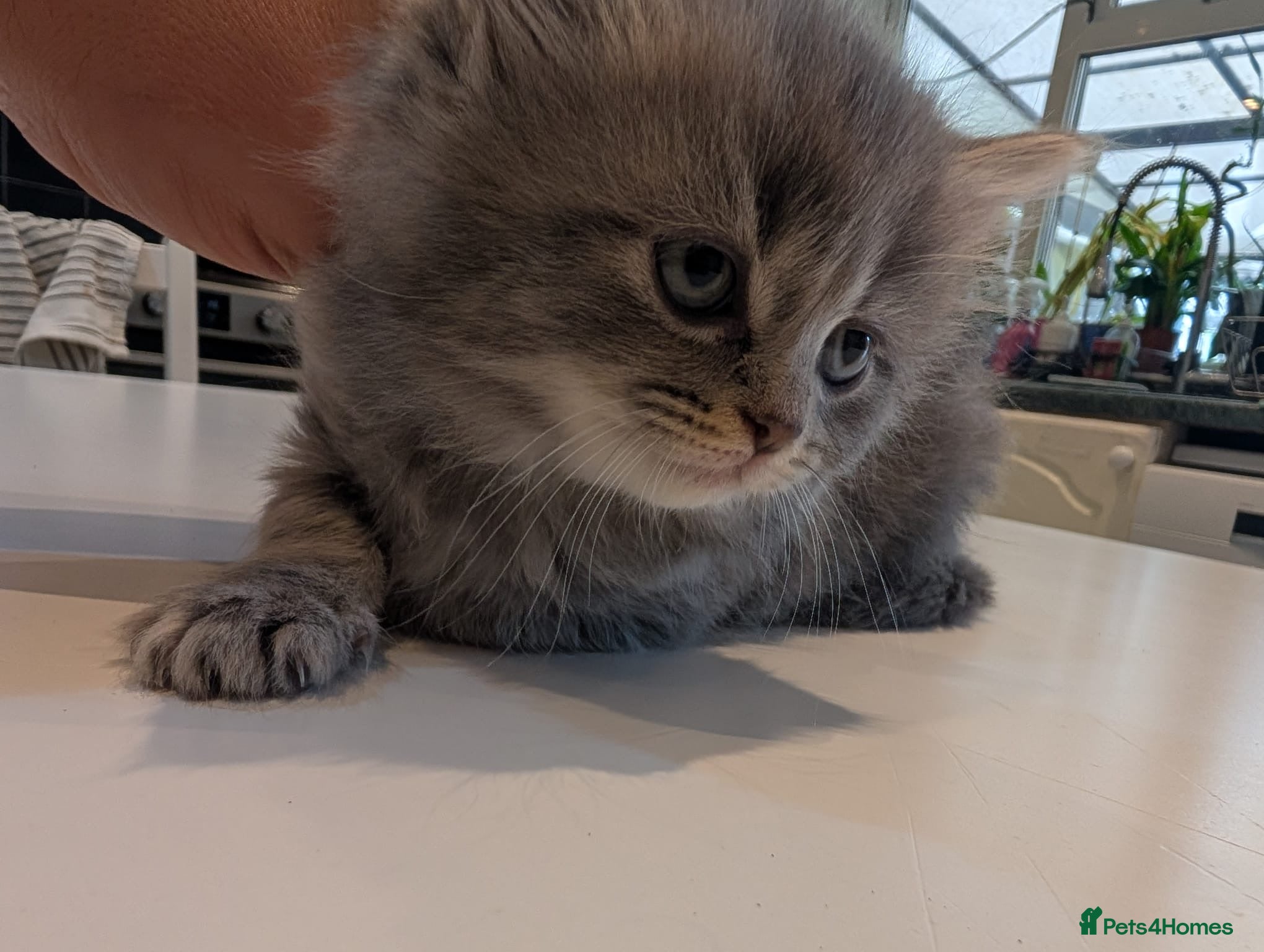 Scottish Fold cats for sale: Only 3 girls left! Scottish straight grey tabby 😻 - Advert 9