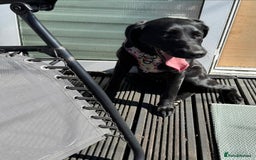 Labrador Retriever dogs for sale: Gentle Black Labrador Retriever - Image 2