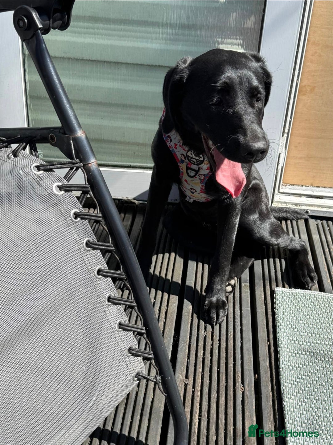Labrador Retriever dogs for sale: Gentle Black Labrador Retriever - Image 2