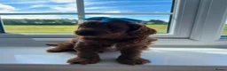 Cavapoo dogs for sale: Little teddy bear deep in red  - Advert 2